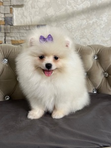 Девочка помераночка