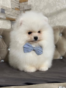 Девочка помераночка