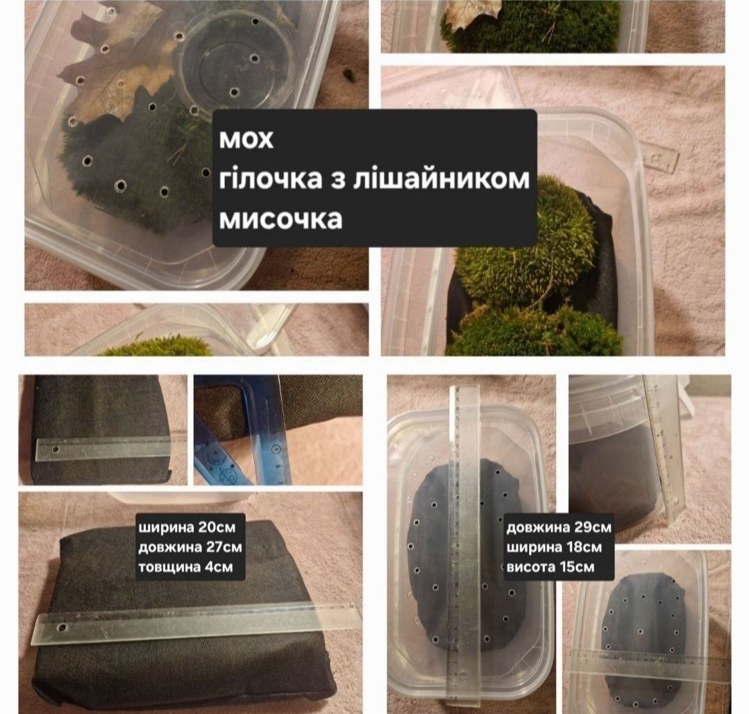 Дві АрхАхатини Овуми Підлітки