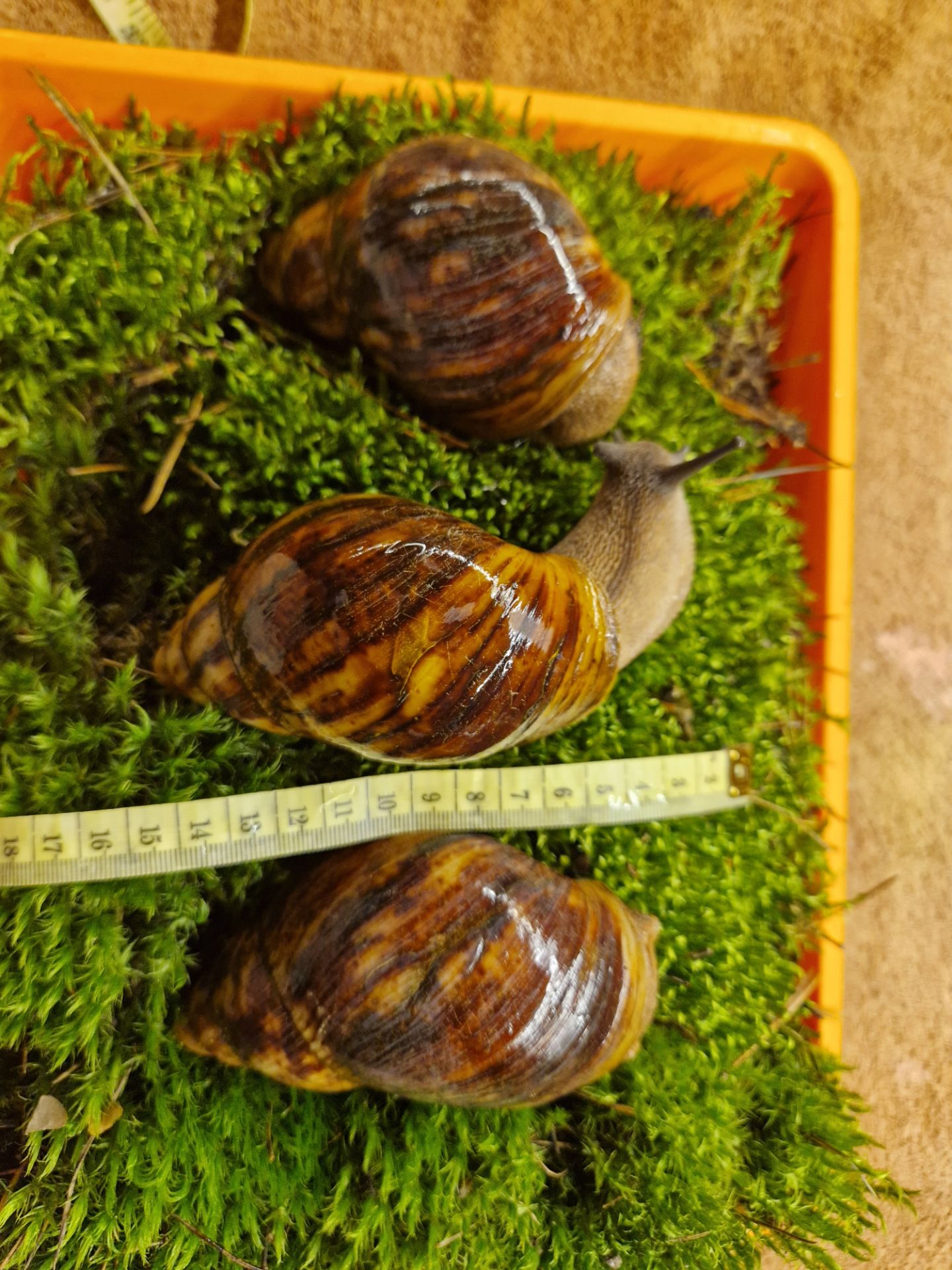 Дві АрхАхатини Овуми Підлітки