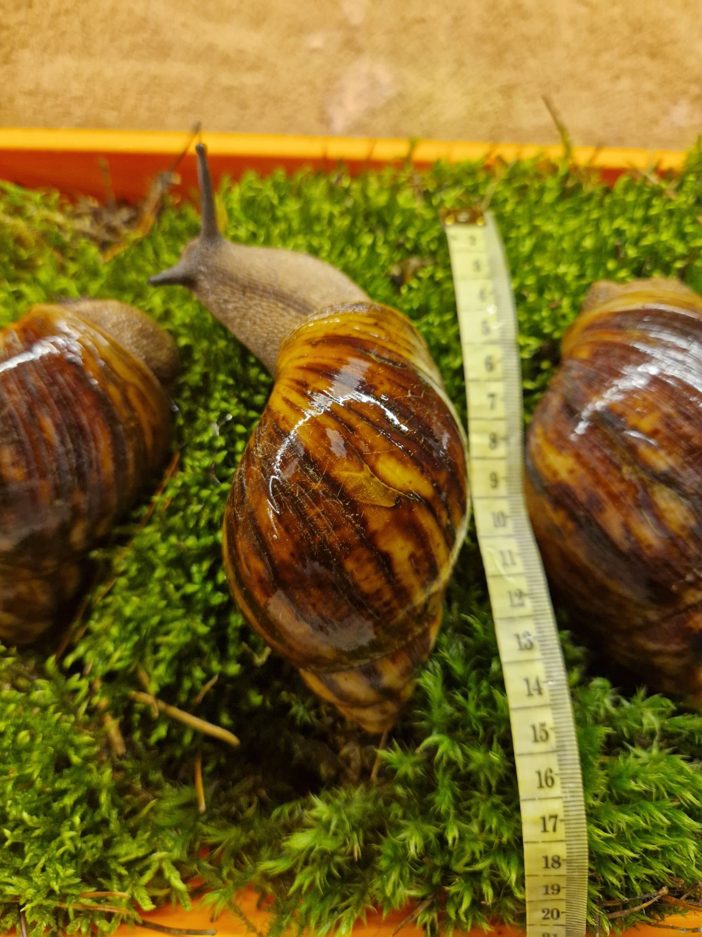 Дві АрхАхатини Овуми Підлітки