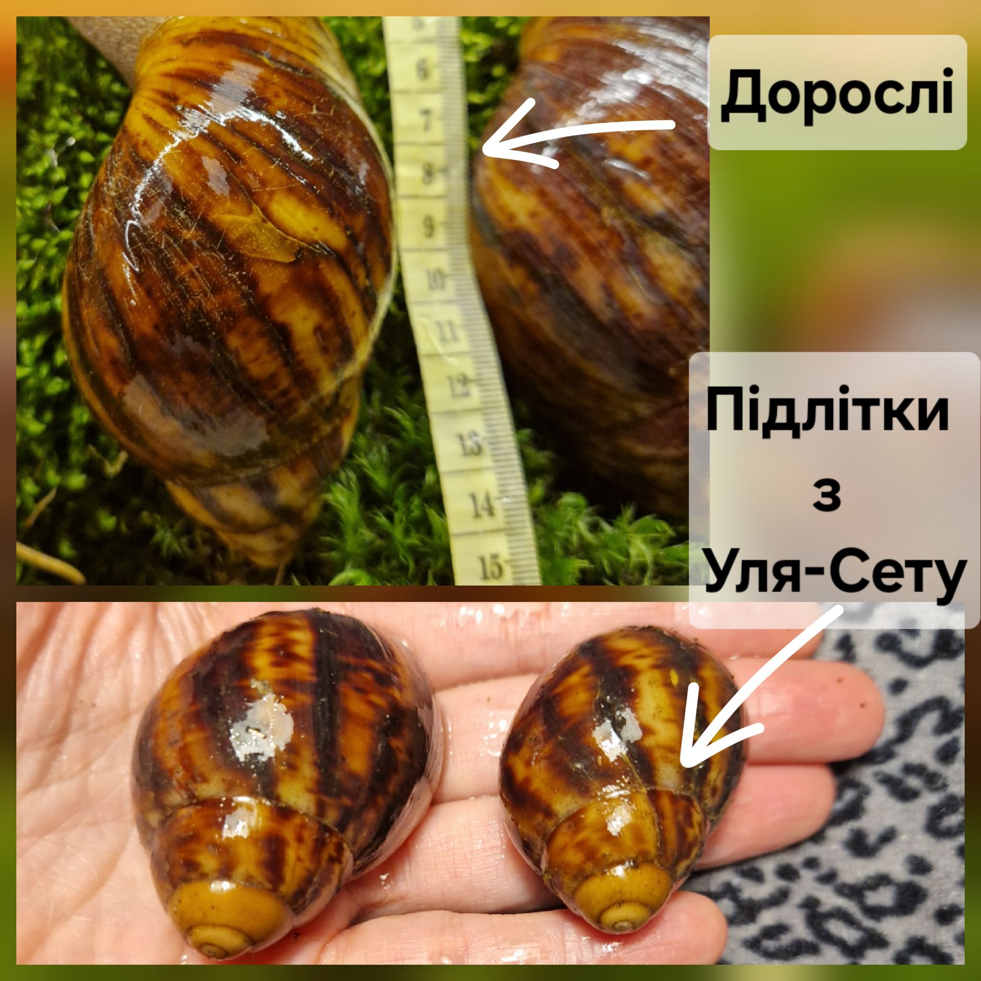 Дві АрхАхатини Овуми Підлітки