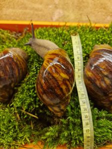 Дві АрхАхатини Овуми Підлітки