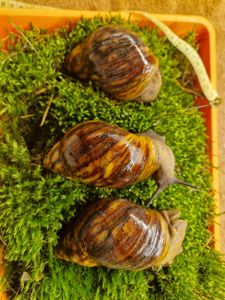 Дві АрхАхатини Овуми Підлітки