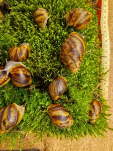 Дві АрхАхатини Овуми Підлітки