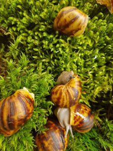 Дві АрхАхатини Овуми Підлітки