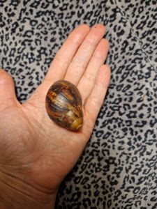 Дві АрхАхатини Овуми Підлітки