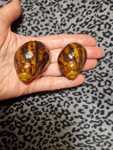 Дві АрхАхатини Овуми Підлітки