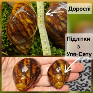 Дві АрхАхатини Овуми Підлітки