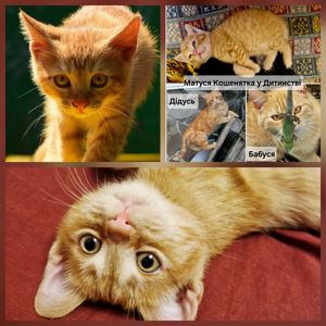 Балуване сяюче-золотаве кошеня.