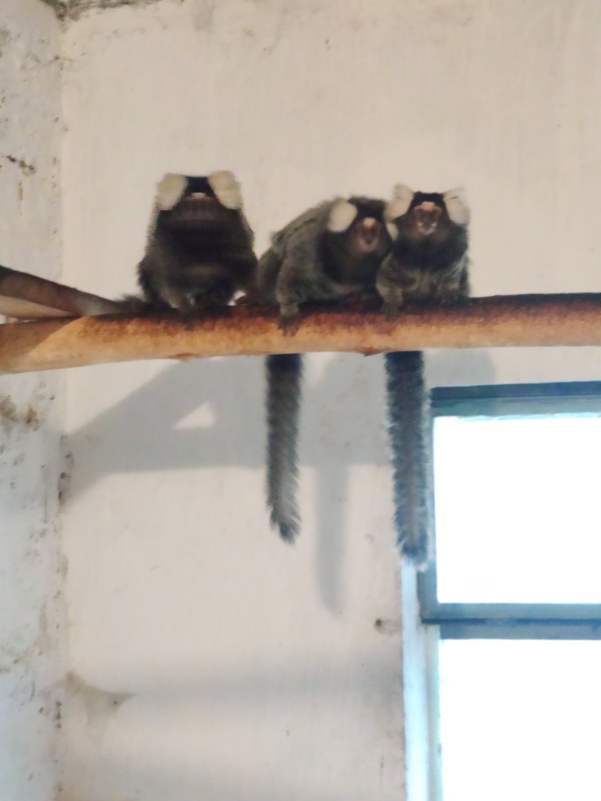 Молодые обезьянки игрушки и пишу