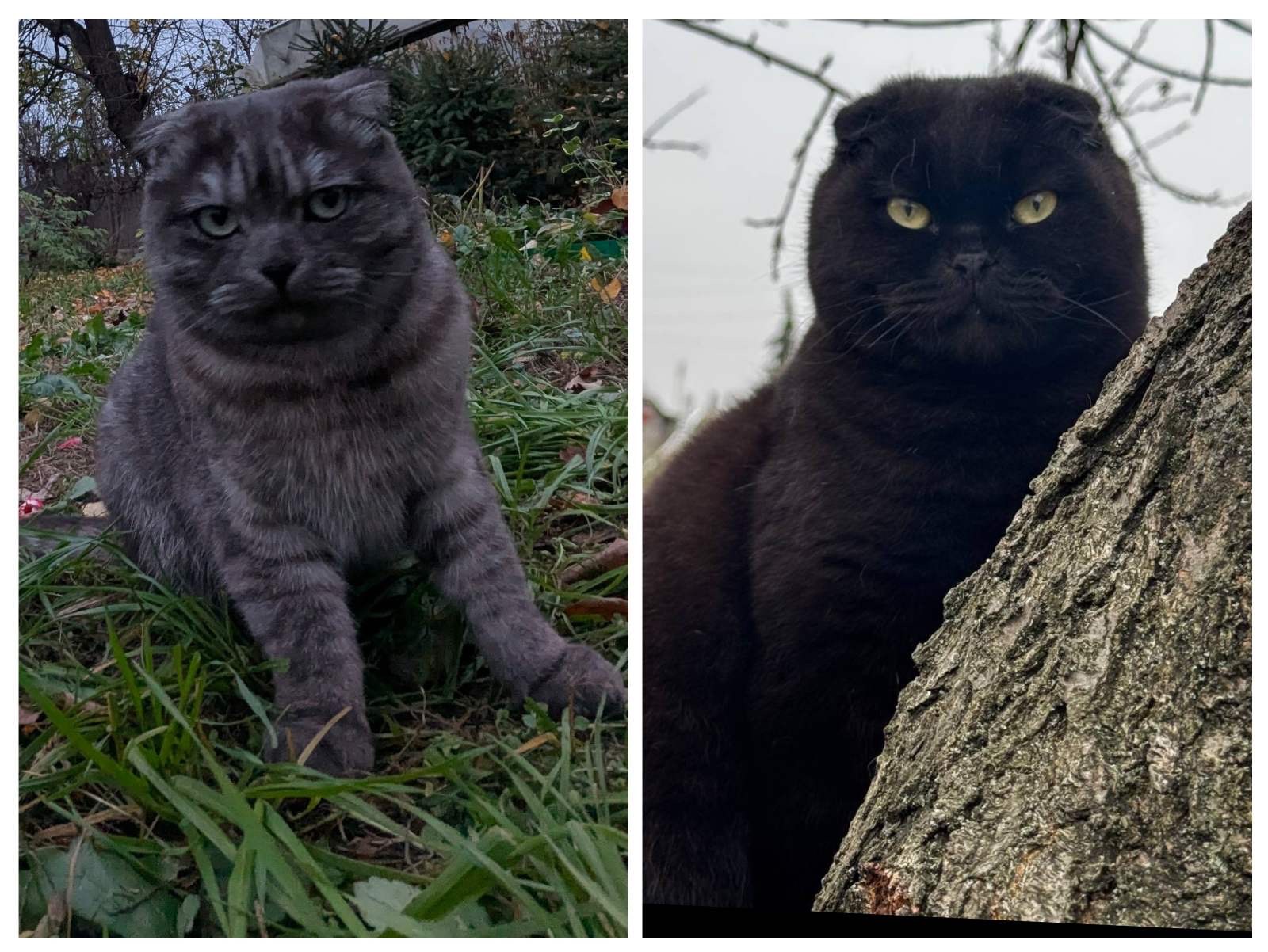 Кіт шотландський