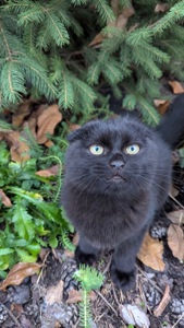 Кіт шотландський