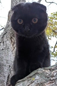 Кіт шотландський