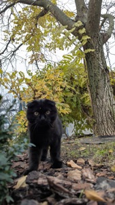 Кіт шотландський