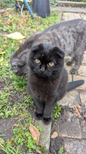 Кіт шотландський