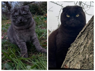 Кіт шотландський