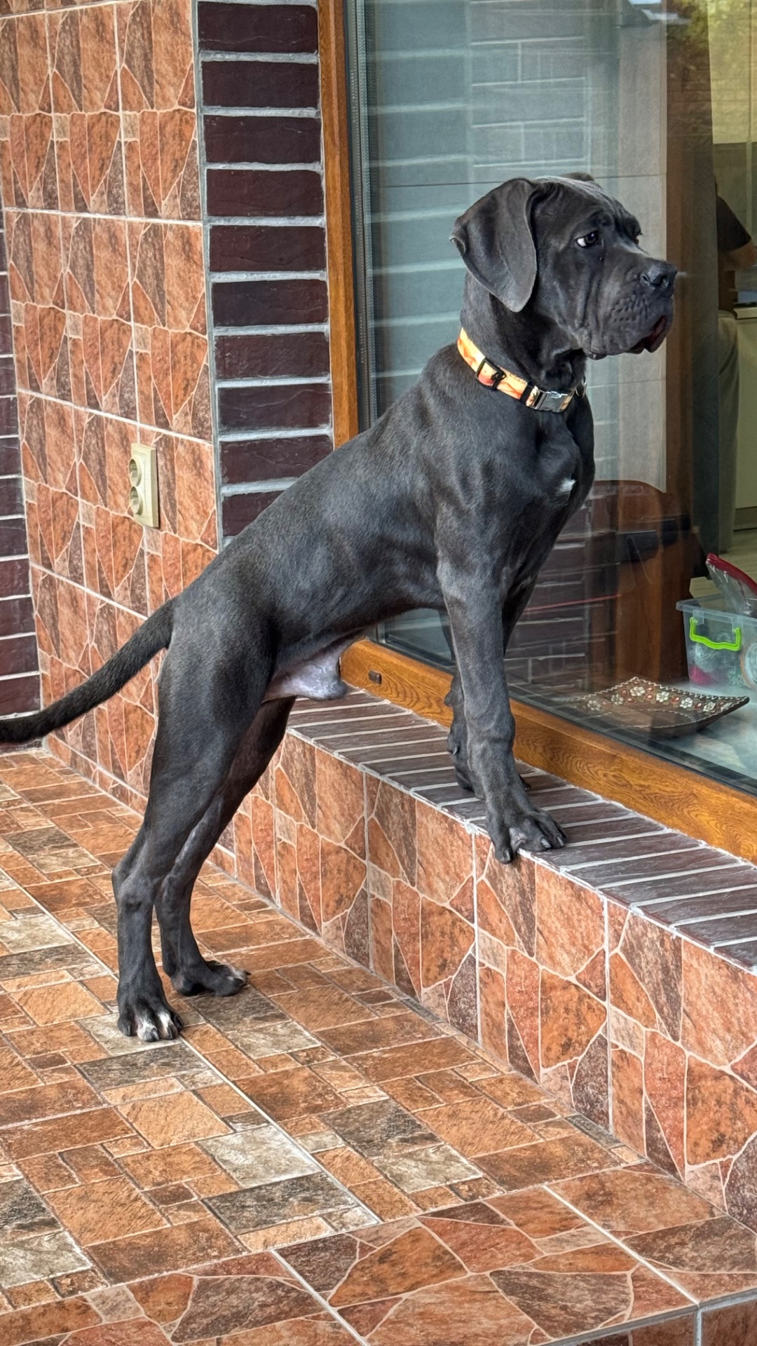 Цуценята Кане Корсо