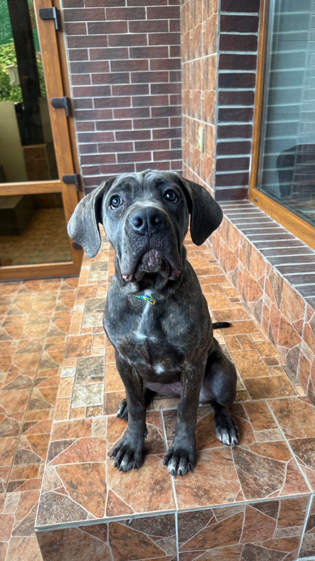 Цуценята Кане Корсо