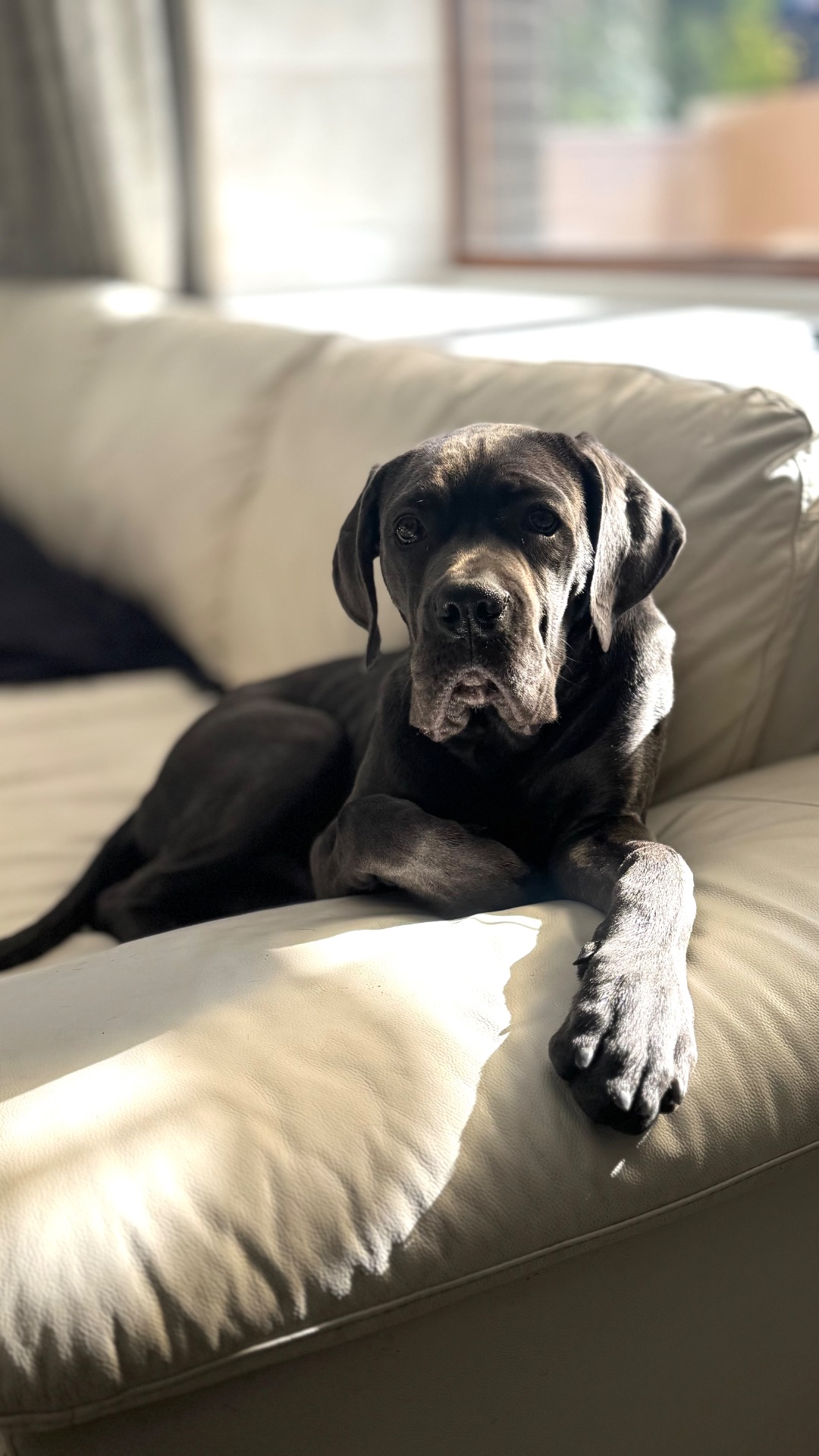 Цуценята Кане Корсо