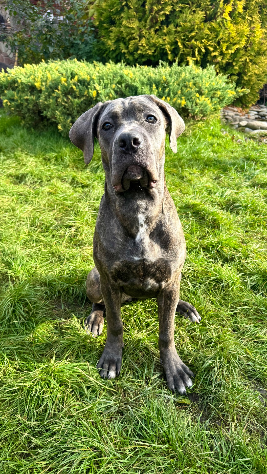 Цуценята Кане Корсо