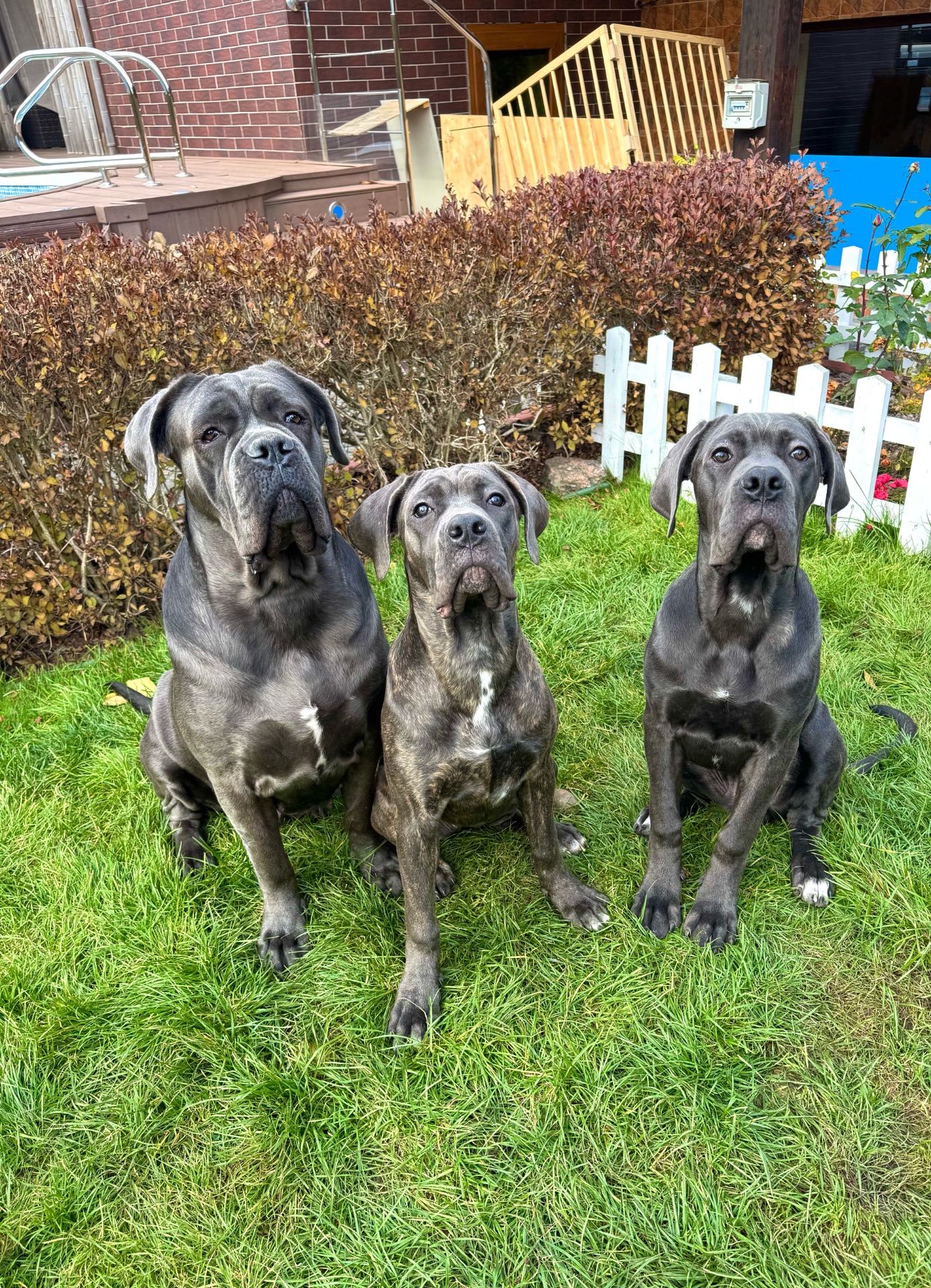 Цуценята Кане Корсо