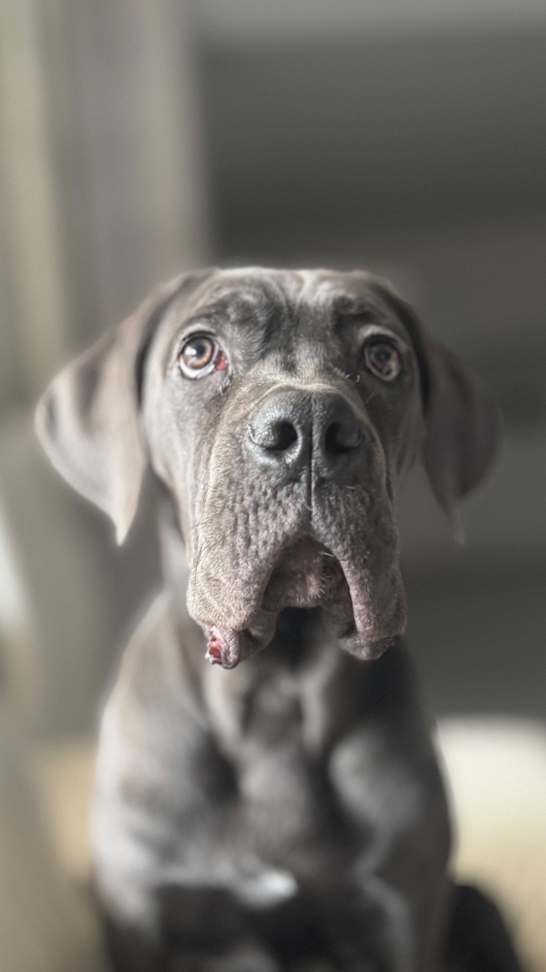 Цуценята Кане Корсо