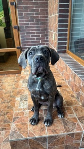 Цуценята Кане Корсо