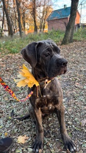 Цуценята Кане Корсо