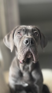 Цуценята Кане Корсо