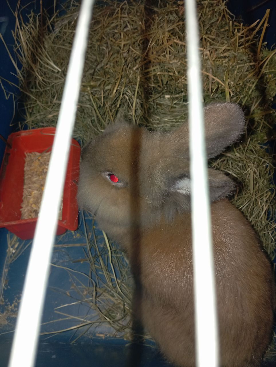 Продам кролика