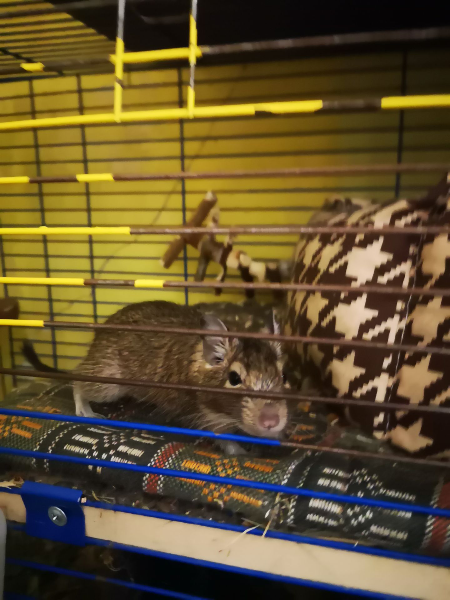 Білочки дегу