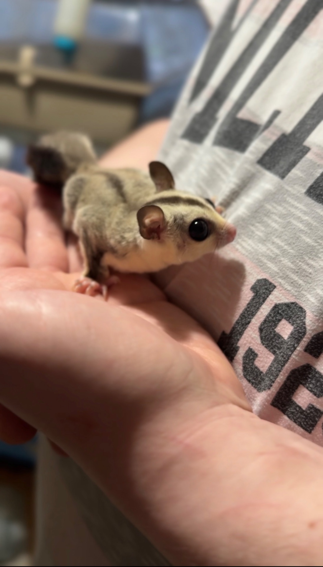 Сахарный поссум