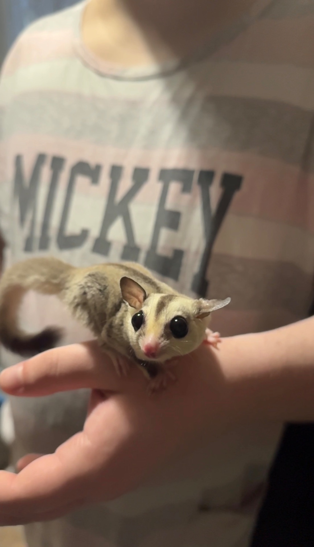 Сахарный поссум