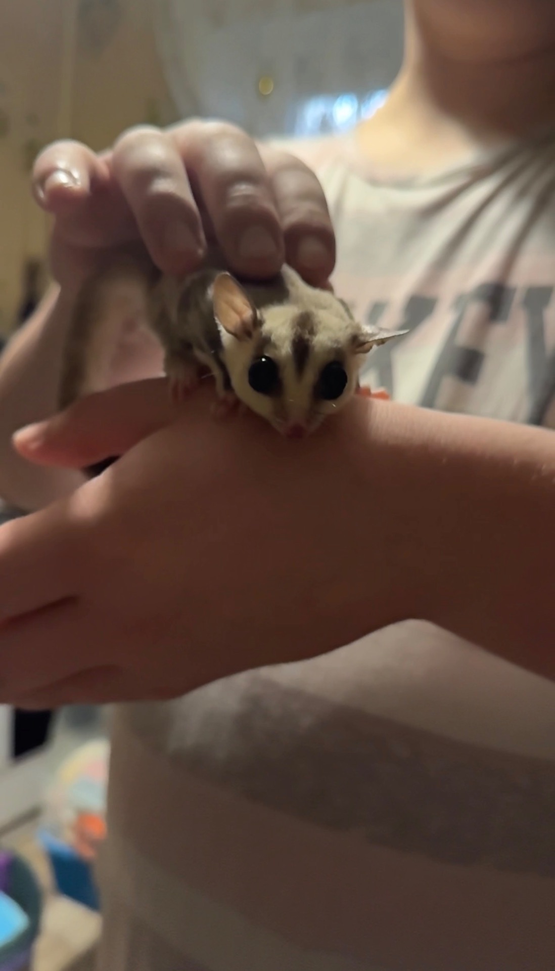 Сахарный поссум