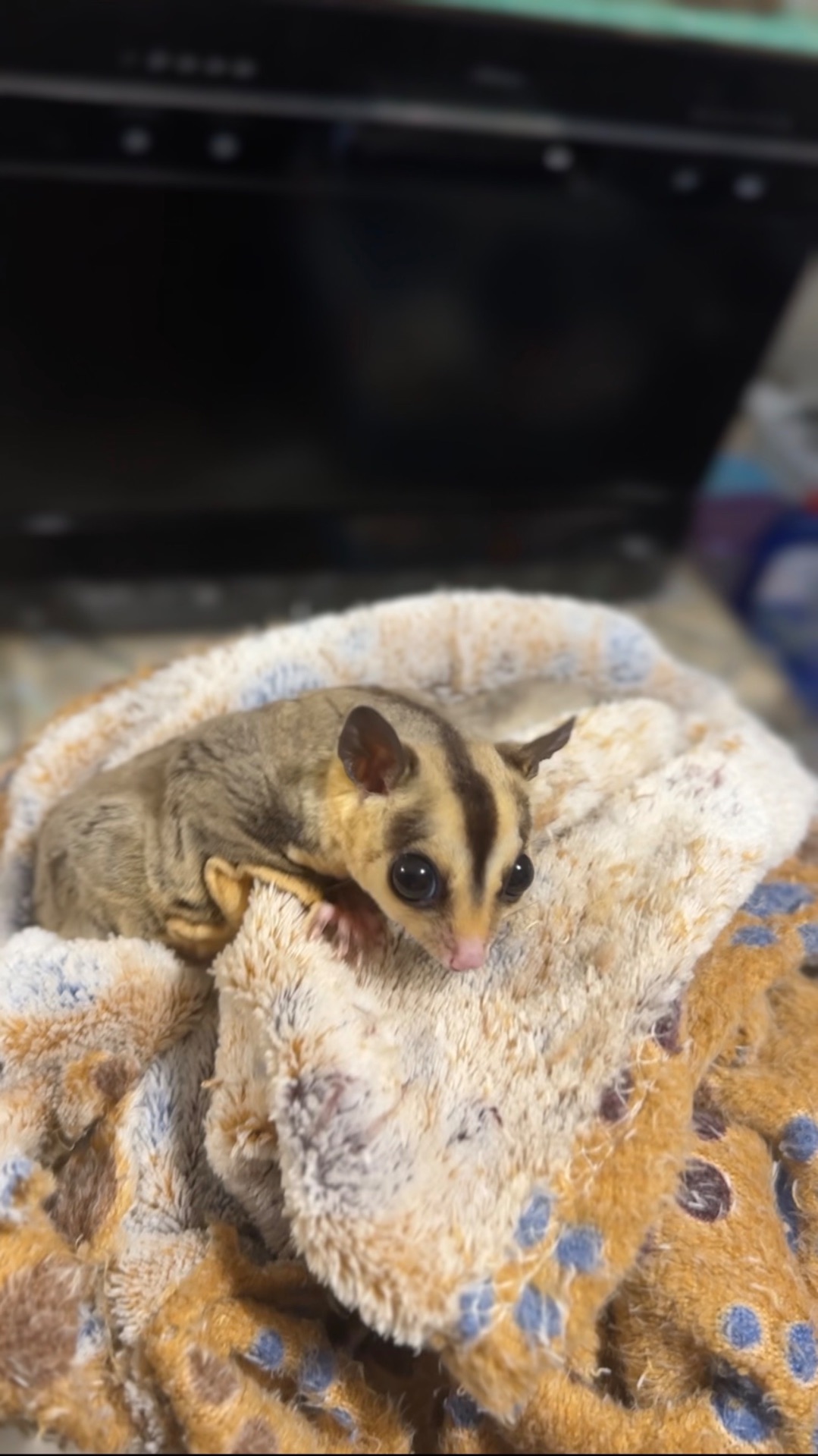 Сахарный поссум (девочка)