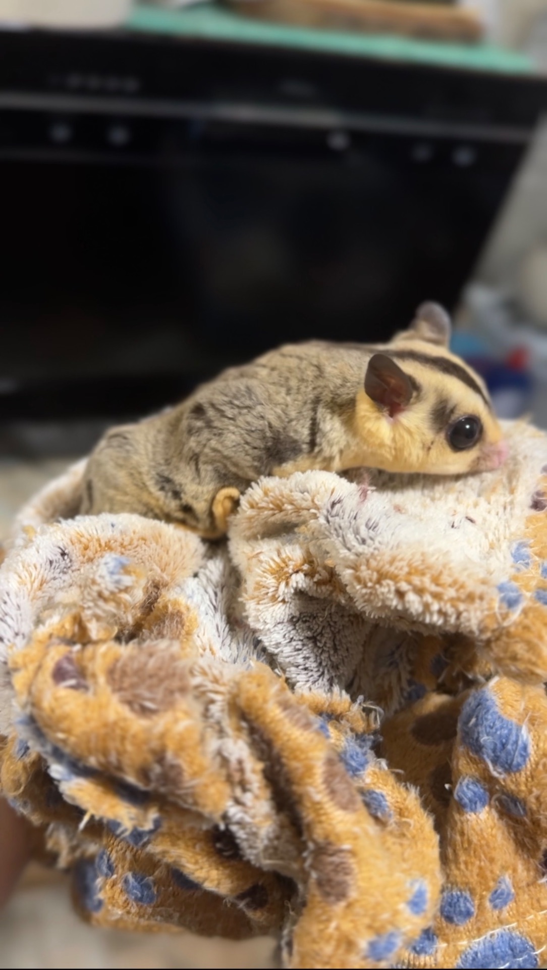 Сахарный поссум (девочка)