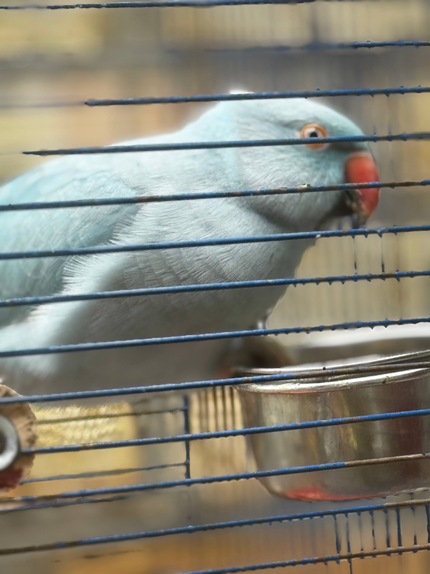 Ожереловые попугаи разных цветов, птенцы