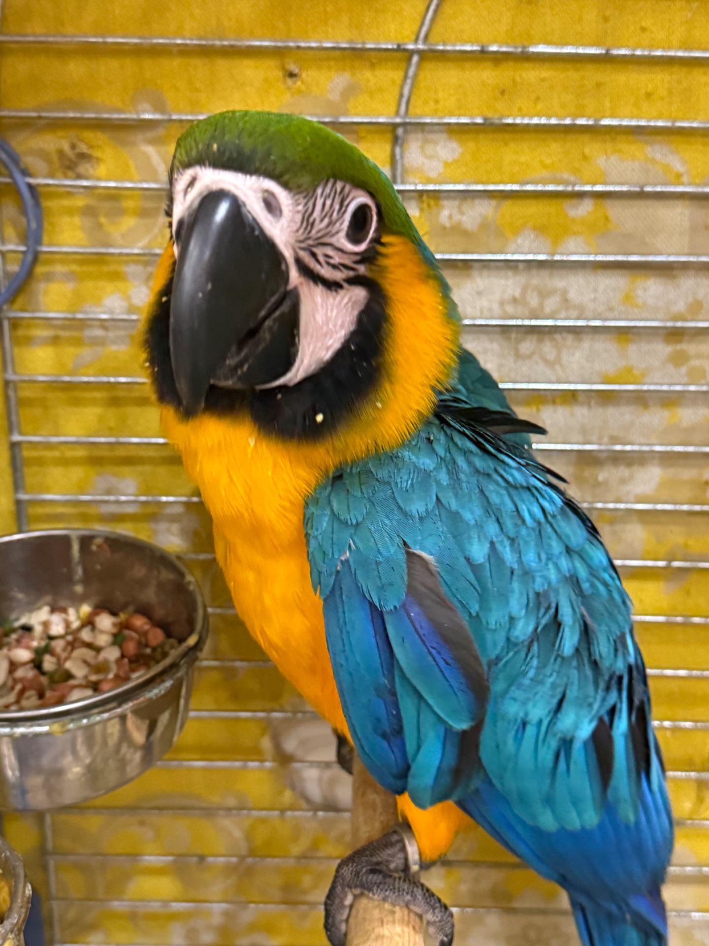 Папуга Ара, великий та ручний малюк