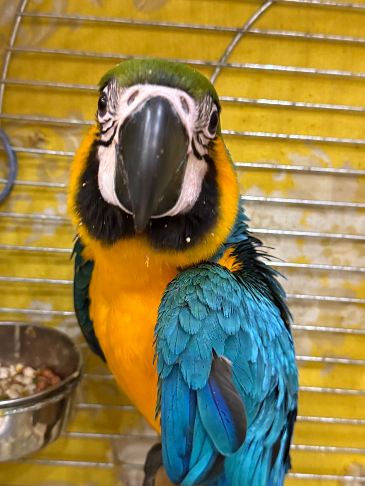 Папуга Ара, великий та ручний малюк