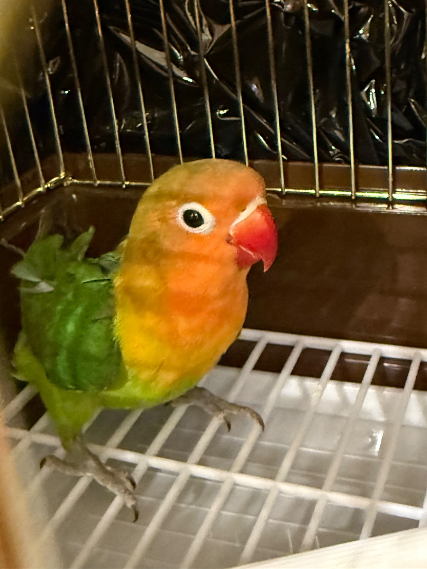 Неразлучник фишера, масковый, розовощекий с