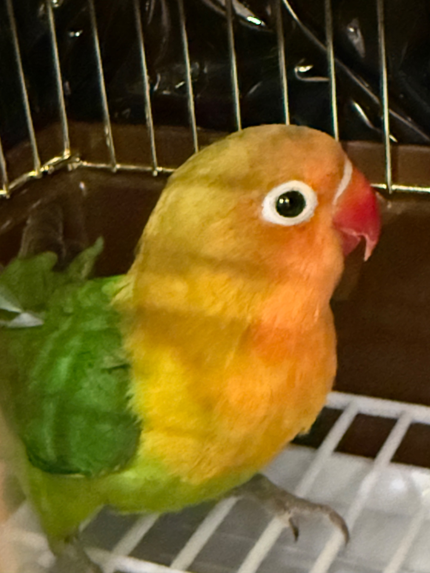 Неразлучник фишера, масковый, розовощекий с