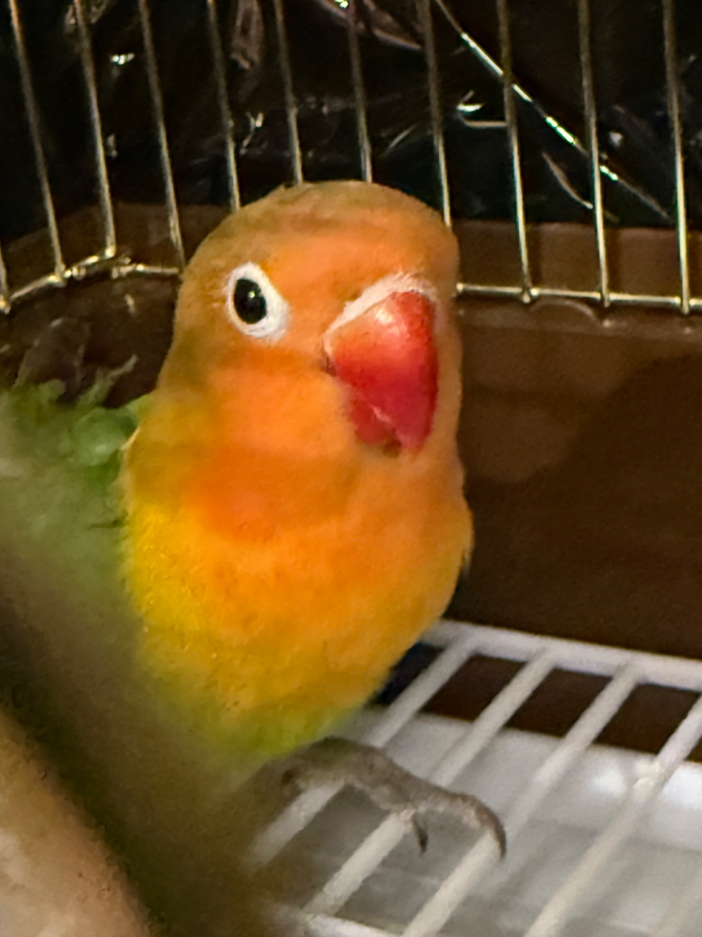 Неразлучник фишера, масковый, розовощекий с