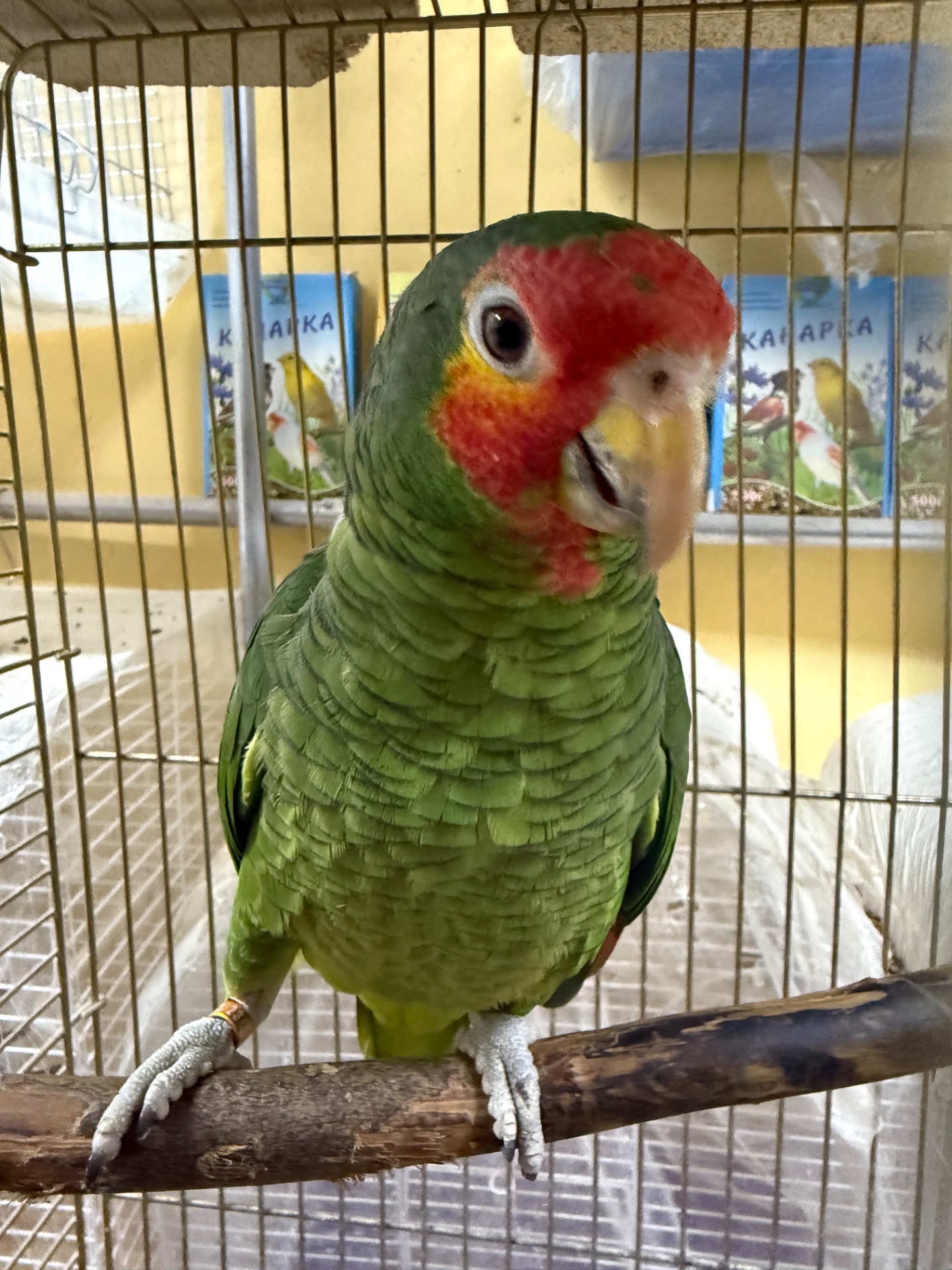 Говорящий попугай Амазон молоденький