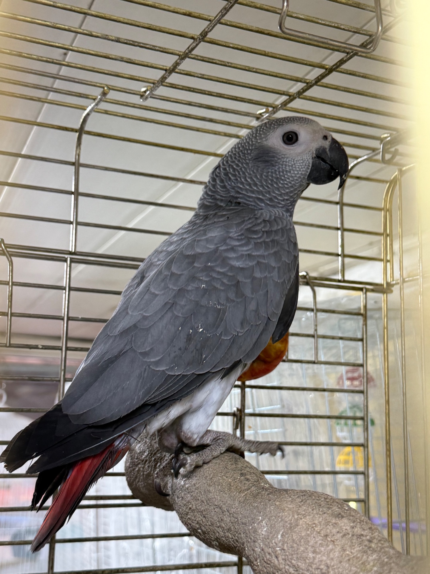 Жако говорящий попугайчик, молоденький