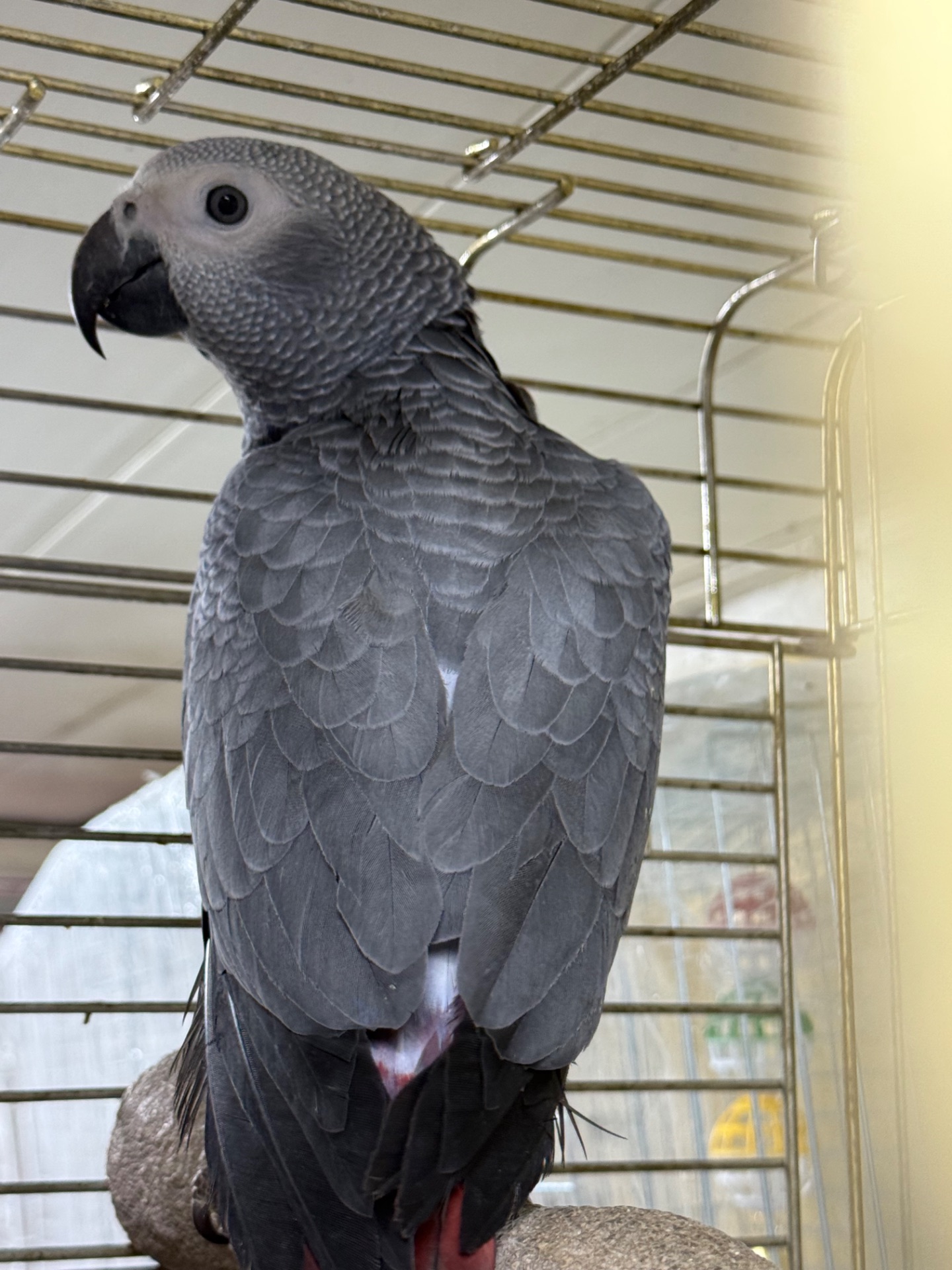 Жако говорящий попугайчик, молоденький