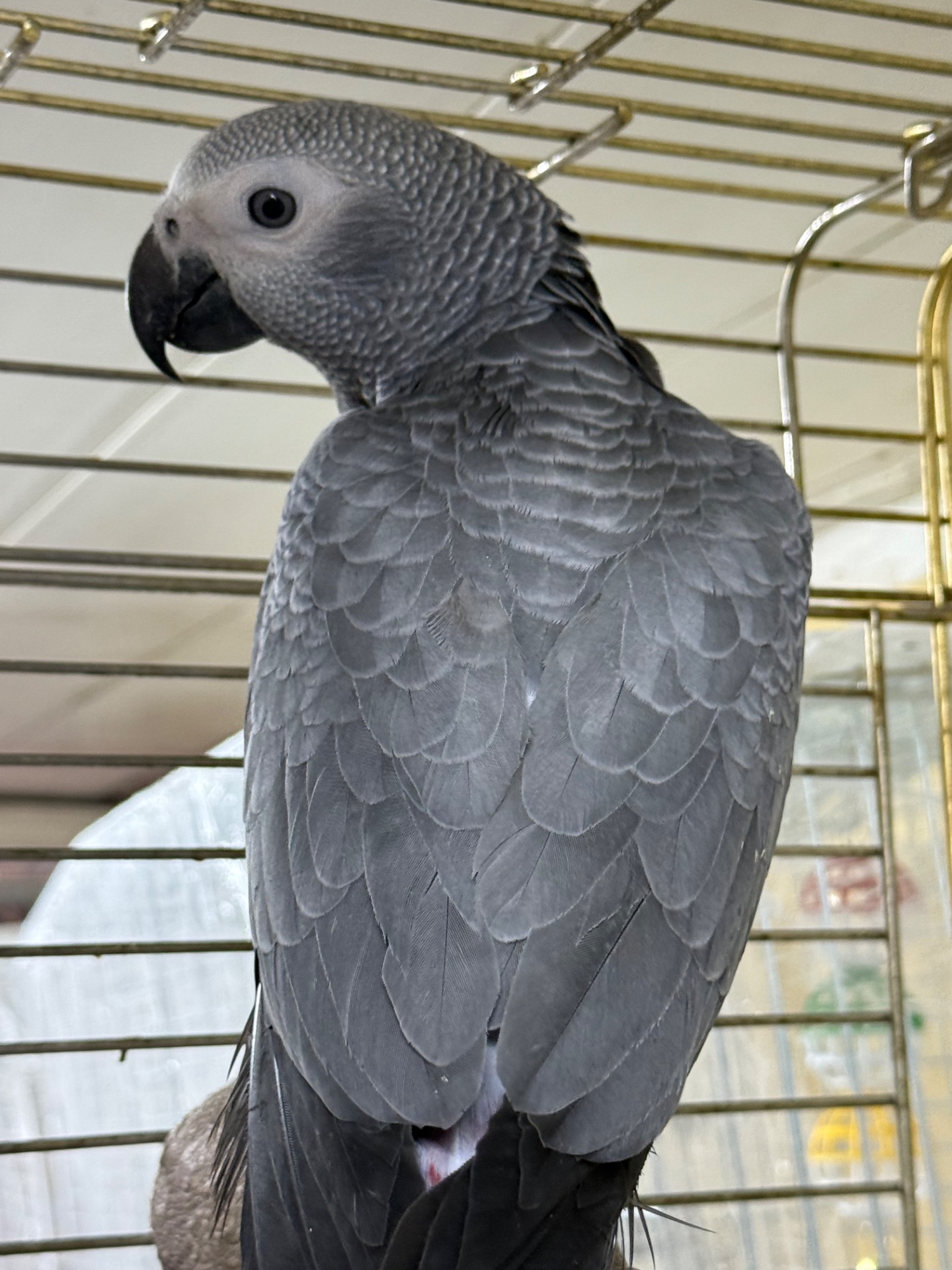 Жако говорящий попугайчик, молоденький