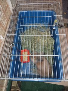 Продам кролика