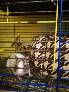 Подам білочку дегу