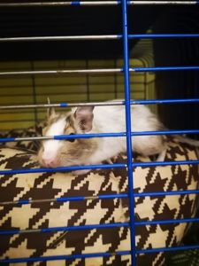 Подам білочку дегу